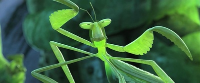 功夫熊猫3剧照的剧照