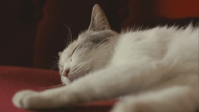 老师与流浪猫剧照的剧照