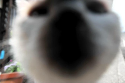 老师与流浪猫剧照的剧照