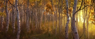 恐龙当家剧照的剧照