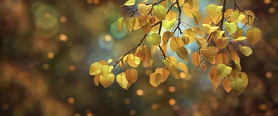 恐龙当家剧照的剧照