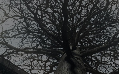 伤物语1：铁血篇剧照的剧照