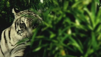 荡寇剧照的剧照