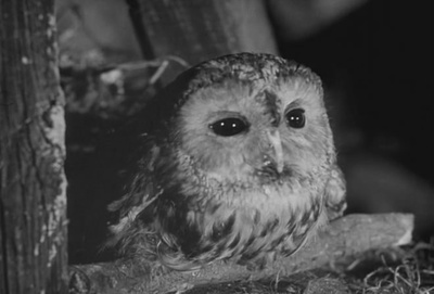 禁忌的游戏剧照的剧照