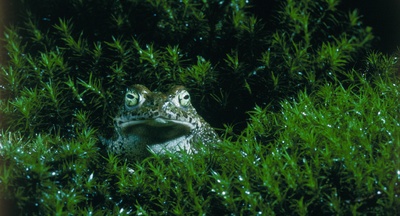 小宇宙3：自然奇观剧照的剧照