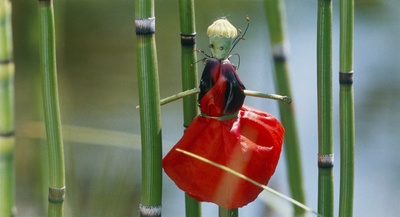 小宇宙3：自然奇观剧照的剧照