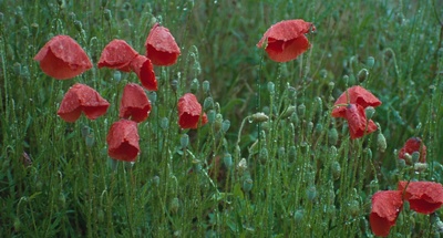 小宇宙3：自然奇观剧照的剧照