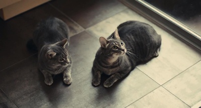 美国情人剧照的剧照