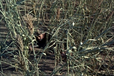 草莽雄风剧照的剧照