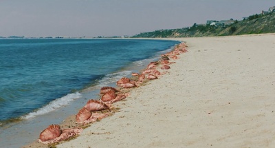 海滨别墅剧照的剧照