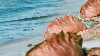 海滨别墅剧照的剧照