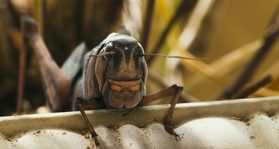 蚱蜢剧照的剧照