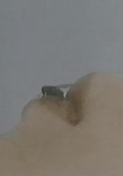 苍蝇剧照的剧照