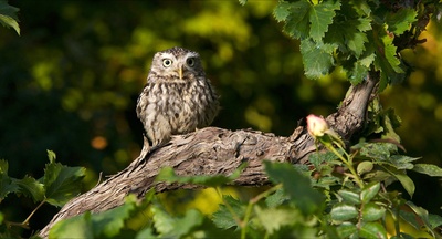 明天和每一天剧照的剧照