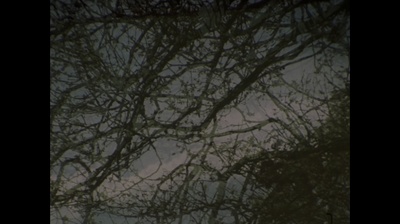 这儿的树剧照的剧照