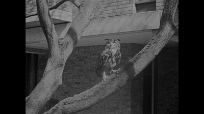 这儿的树剧照的剧照