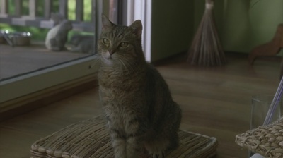 破碎之花剧照的剧照