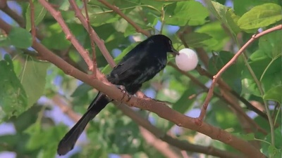 疯狂高尔夫剧照的剧照