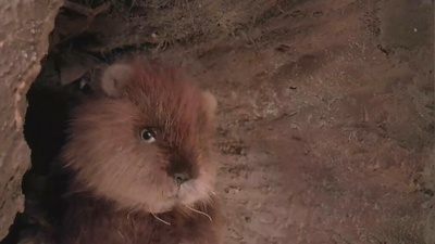 疯狂高尔夫剧照的剧照