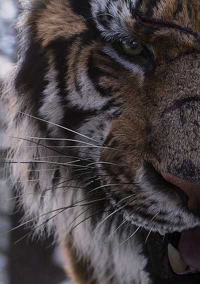 大虎剧照的剧照