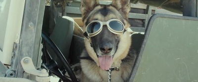 军犬麦克斯剧照的剧照