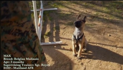 军犬麦克斯剧照的剧照