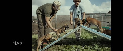 军犬麦克斯剧照的剧照