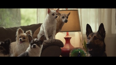 军犬麦克斯剧照的剧照