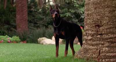 新岳父大人剧照的剧照