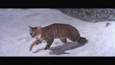 龙虎斗剧照的剧照