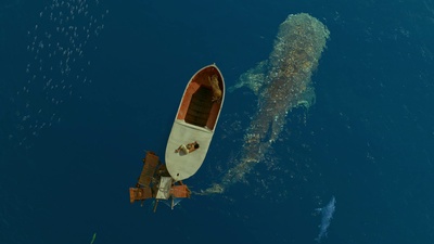 少年派的奇幻漂流剧照的剧照