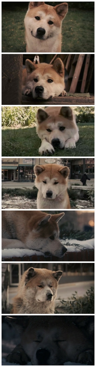 忠犬八公的故事剧照的剧照