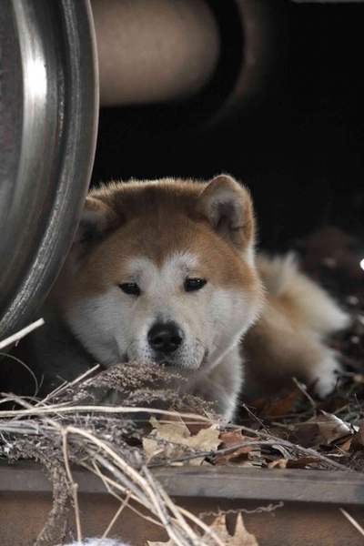 忠犬八公的故事剧照的剧照