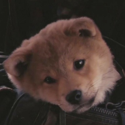 忠犬八公的故事剧照的剧照