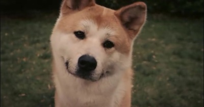 忠犬八公的故事剧照的剧照