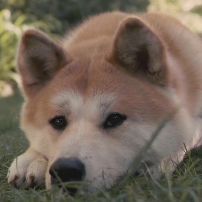 忠犬八公的故事剧照的剧照