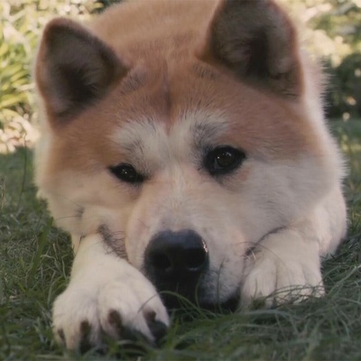 忠犬八公的故事剧照的剧照