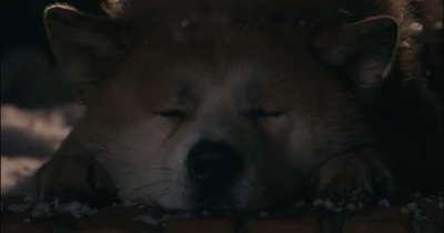 忠犬八公的故事剧照的剧照