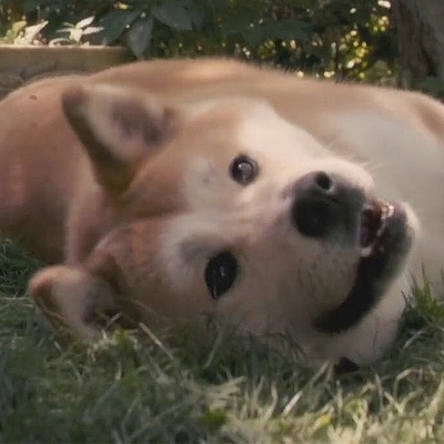 忠犬八公的故事剧照的剧照