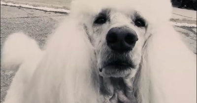 忠犬八公的故事剧照的剧照