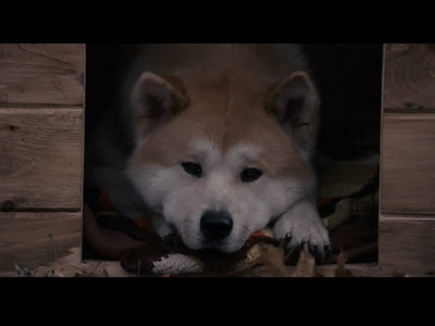 忠犬八公的故事剧照的剧照