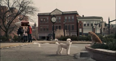 忠犬八公的故事剧照的剧照