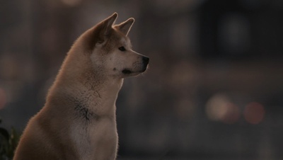 忠犬八公的故事剧照的剧照