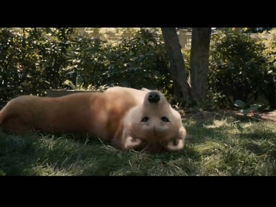 忠犬八公的故事剧照的剧照