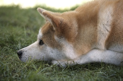 忠犬八公的故事剧照的剧照