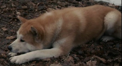 忠犬八公的故事剧照的剧照