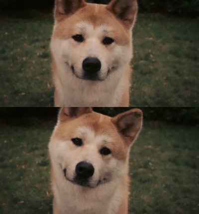 忠犬八公的故事剧照的剧照