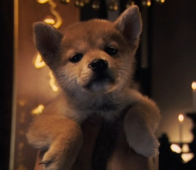 忠犬八公的故事剧照的剧照