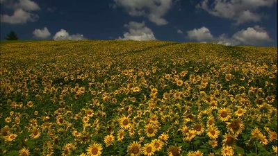 北海道·夏剧照的剧照