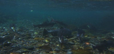北海道·夏剧照的剧照